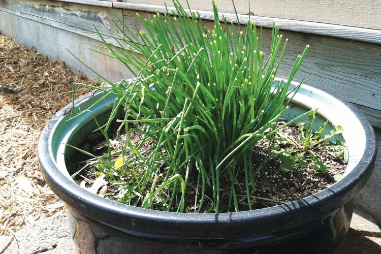 Chives in container garden