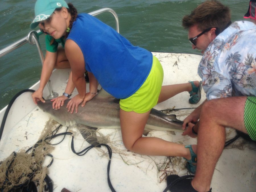 Taylor Isberner (left) and Bradley Storms holds down a six-foot long shark for it to be tagged. (submitted)
