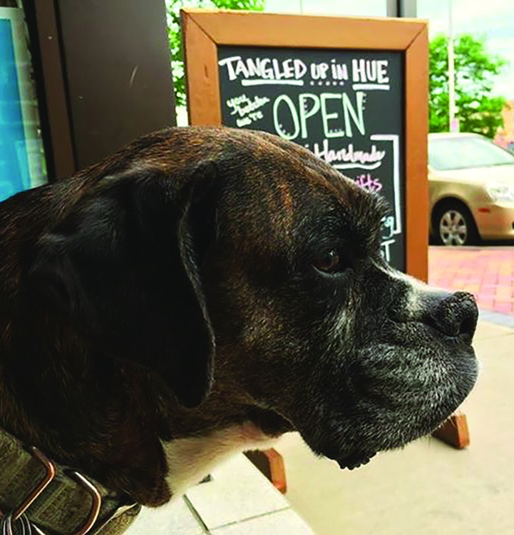 Tangled Up In Hue’s shop dog will be retiring after nine years of greeting customers at the door.