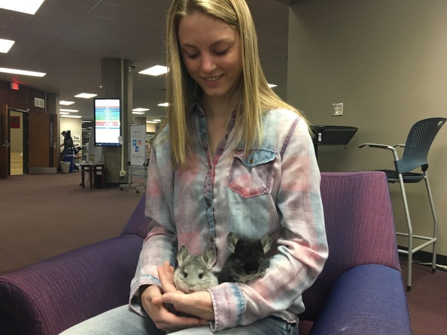 Bobbie Schultz said she hopes running Bobbie’s Chinchillas is what she does as a career, and is excited to see where her business can go. 