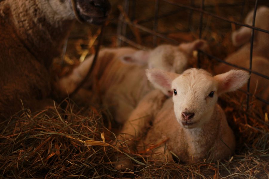 Baby farm animals can be visited and held at Govin’s Farm in Menomonie.