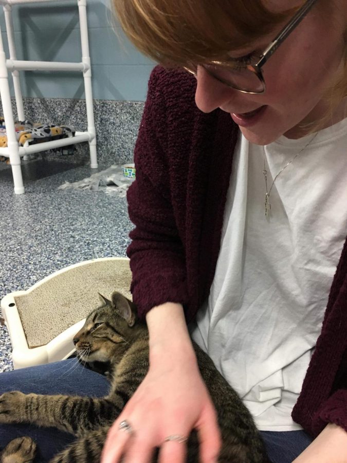 Chief Copy Editor Rebecca Mennecke with one of the cats at the Eau Claire County Humane Society. 
