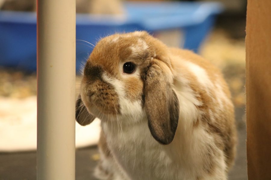 A floppy-eared bunny pauses for his close-up.