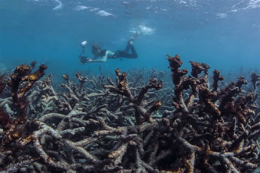  If we don’t do something soon about climate change, the beautiful coral reefs of the ocean face extinction. 