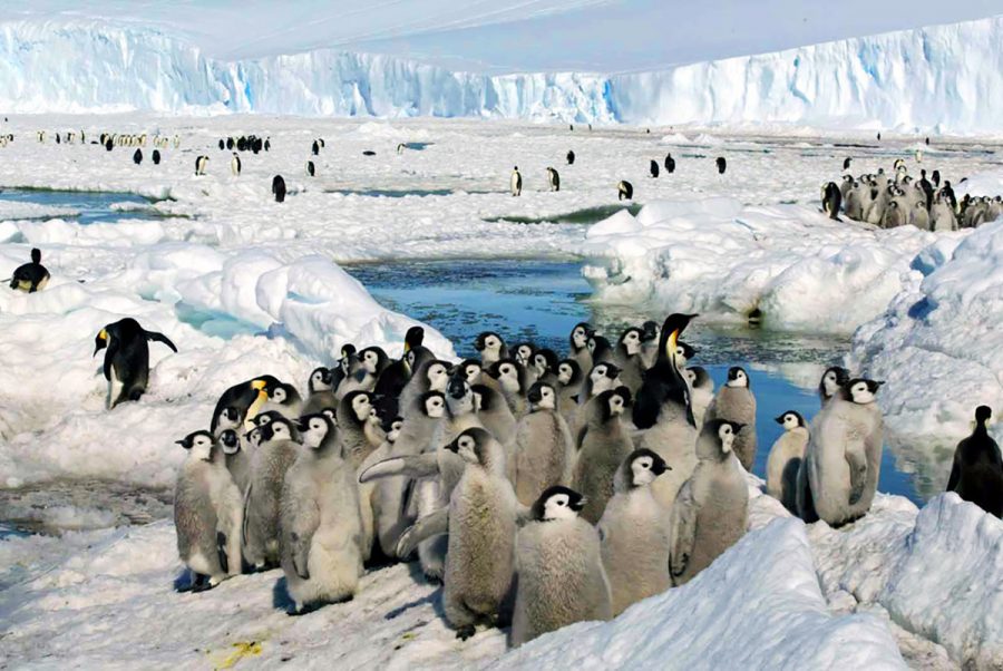 A photo by Zhang Zongtang/Xinhua via the Associated Press, shows emperor penguins hanging out on the ice in 2005. 