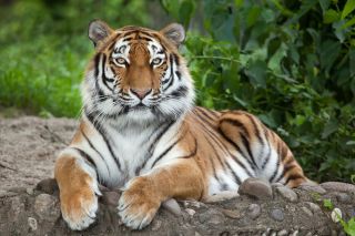 A tiger sitting down staring at the camera.