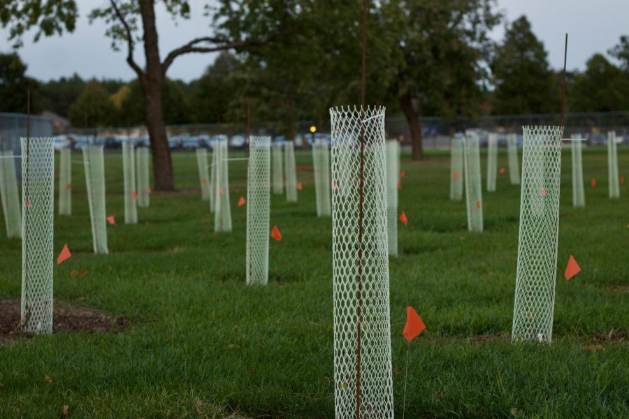 Three+plots+of+land+were+planted+with+trees+on+Bolinger+Fields+as+a+part+of+a+transnational+garden+study.