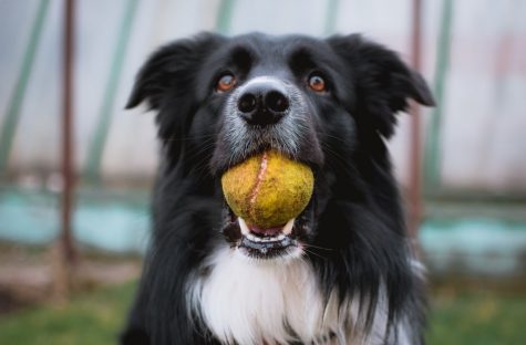 Pictured is a border collie holding his favorite toy. Peggy is a 10-year-old Norfolk collie who lost her hearing, but she defied that challenge.