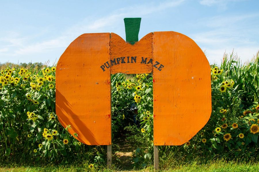 The pumpkin patch offers a walk-through pumpkin maze that begins in a sunflower field. 