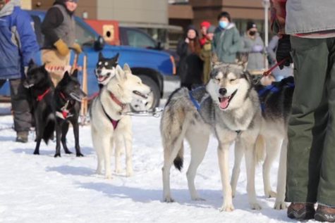 Dog sledding has been a Winter Carnival event for years.  
