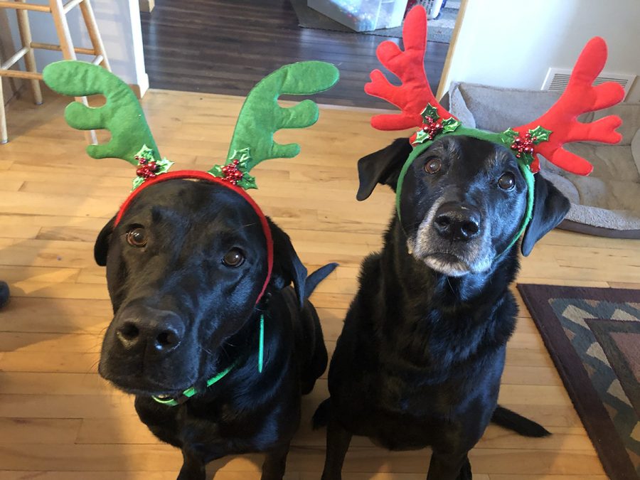 Chief Copy Editor Kalyn Cronk’s black labs, 3-year-old Vinnie (left) and 11-year-old Louie (right), pose for the holiday spirit.