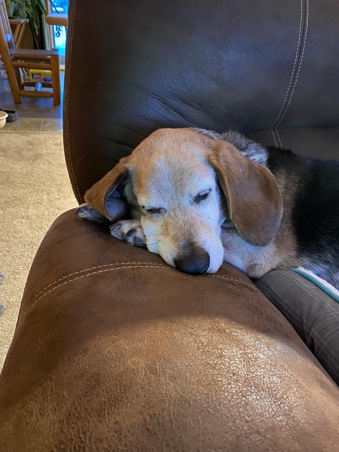 Sports Editor Nick Porisch’s 13-year-old basset-beagle, Gus, looking uncharacteristically serene after probably digging in the trash can or howling at a squirrel.