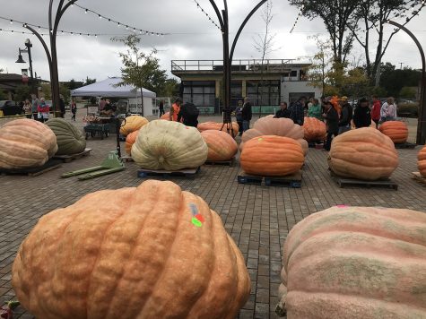 Giving us pumpkin to think about: the competing pumpkins lined out across the park plaza. 