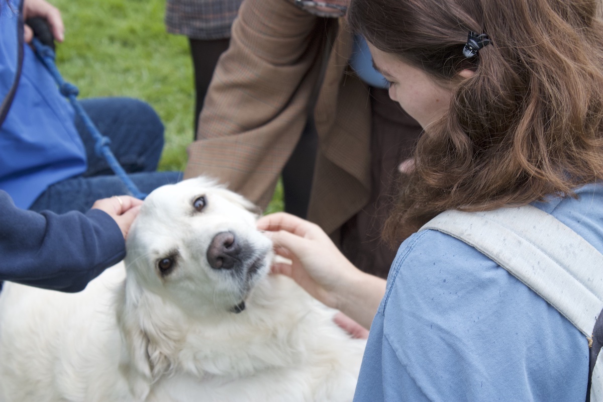 Students stop by to see the dogs on the campus mall as they walked to and from classes.