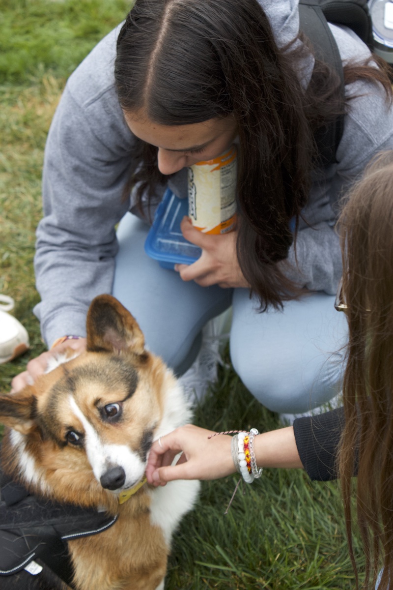 Students paused to pet corgi Lord Wigsby as they grabbed lunch. 