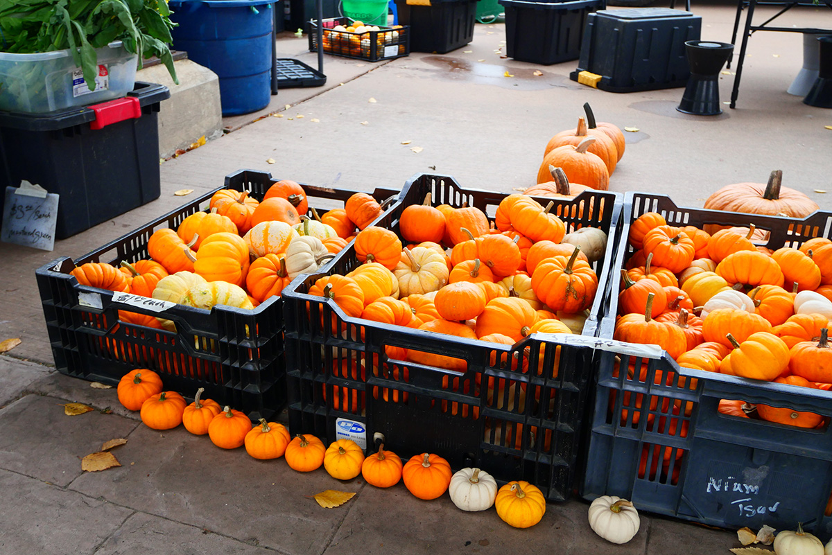 Pumpkins out for sale for the fall season.