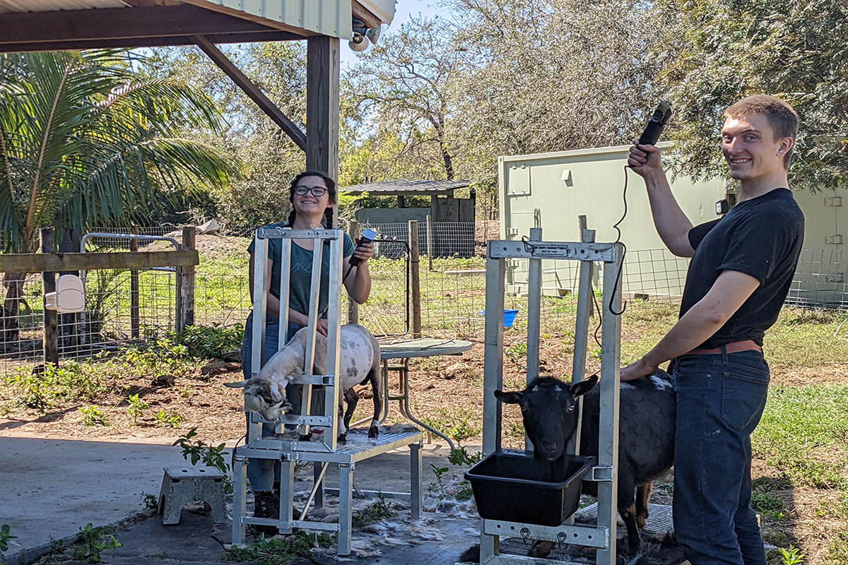 Brianna Bateman has run a shearing business with her partner for the last two years.
