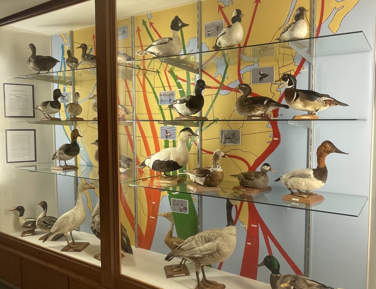 Waterfowl+Flyaways+in+the+bird+museum+located+in+Phillips+Hall.