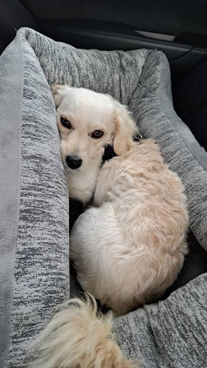 My dog, Ace, curled up in his bed in the car to come visit me.
