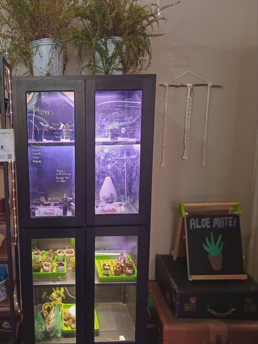 Glass Cupboard holding different types of small plants.