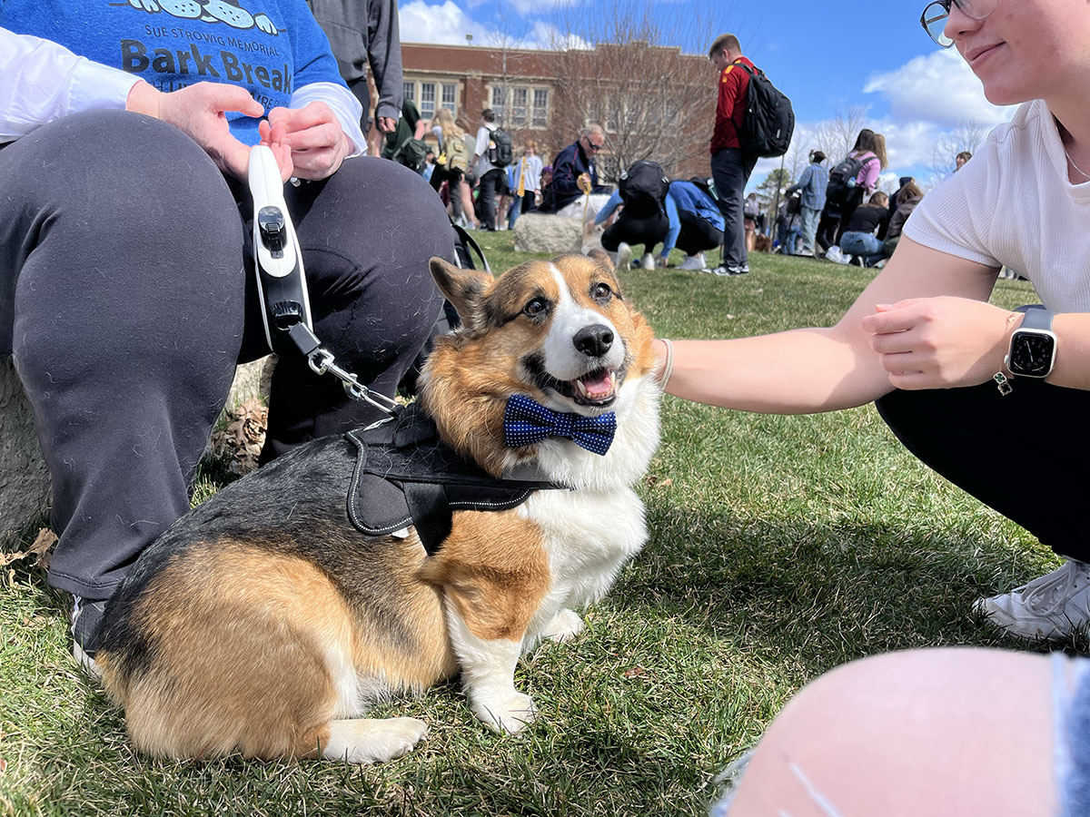 Many dogs frolicked in the Campus Mall during the event. 