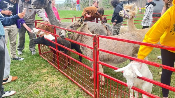 On the Horan Lawn, the University Activities Commission (UAC) hosted a petting zoo for students to visit with many different farm animals. Some goats, bunnies, alpacas, chicks, a rooster and a pig were there.