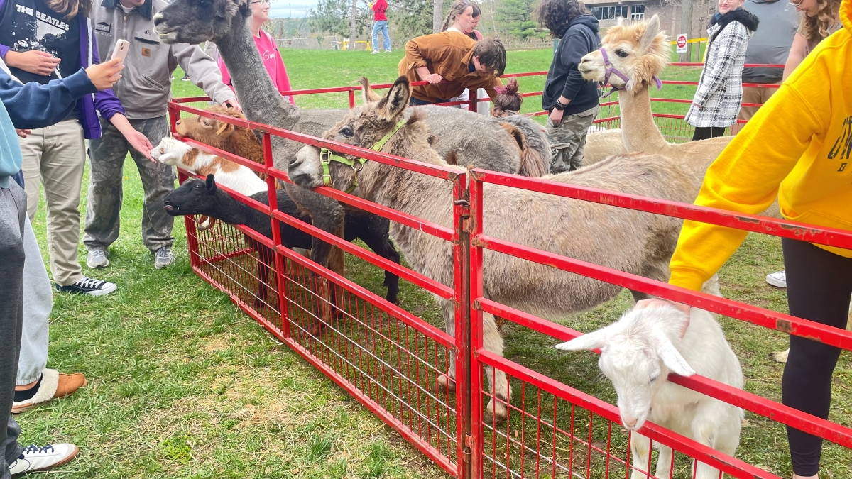 On the Horan Lawn, the University Activities Commission (UAC) hosted a petting zoo for students to visit with many different farm animals. Some goats, bunnies, alpacas, chicks, a rooster and a pig were there.